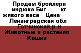 Продам бройлера индюка Биг-6, 27 кг живого веса › Цена ­ 450 - Ленинградская обл., Гатчинский р-н Животные и растения » Кошки   
